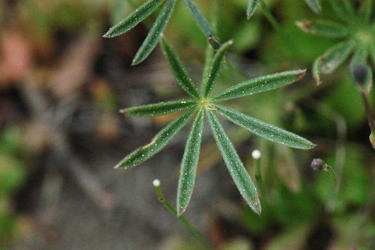 Lupinella bicolore 20