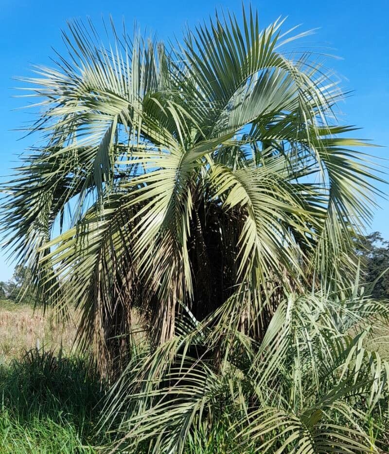 Butia 3