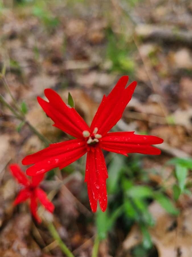 Silene virginica 6
