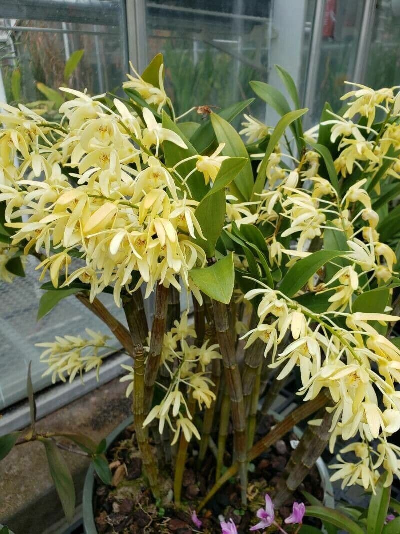 Dendrobium