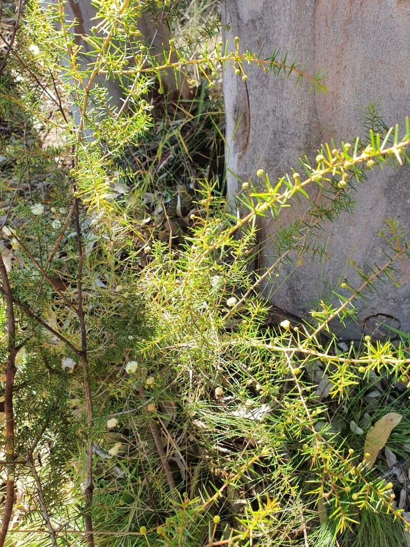 Acacia buisson