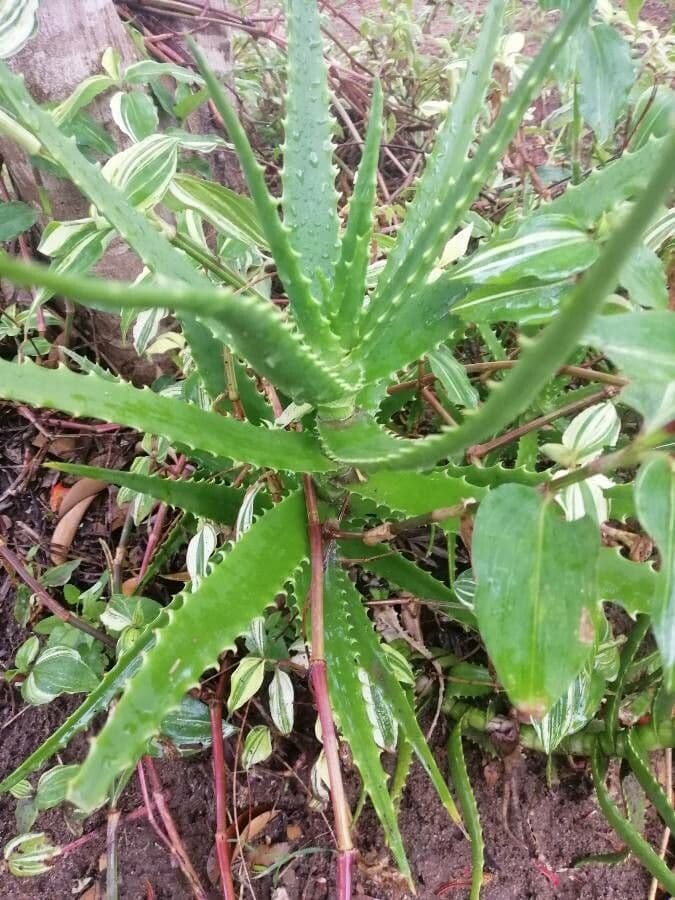Baum-Aloe 17