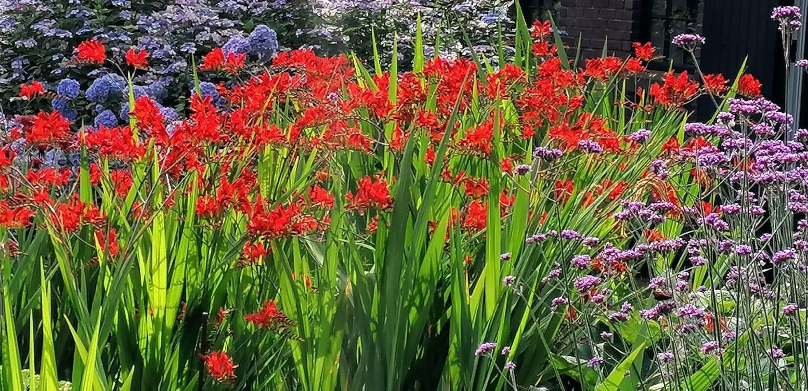 Crocosmia dorata 26