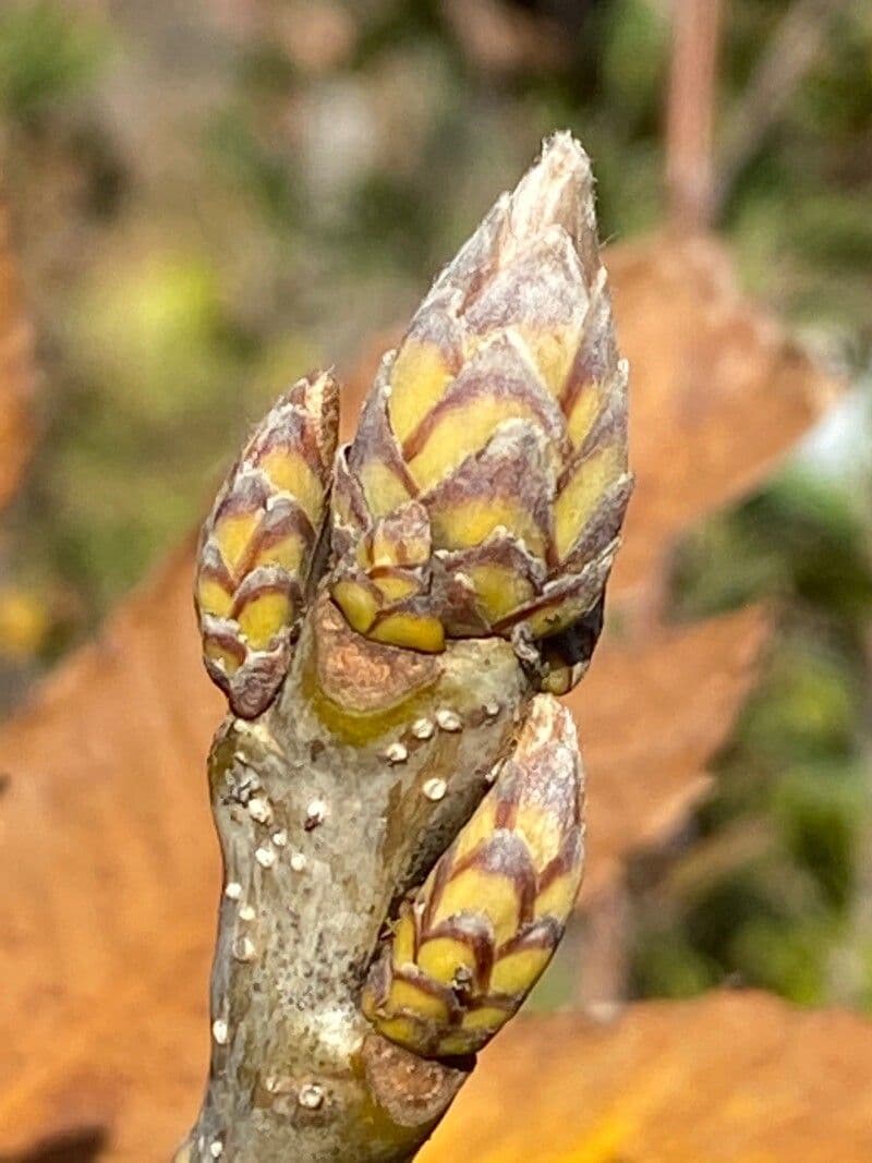 Quercia 17