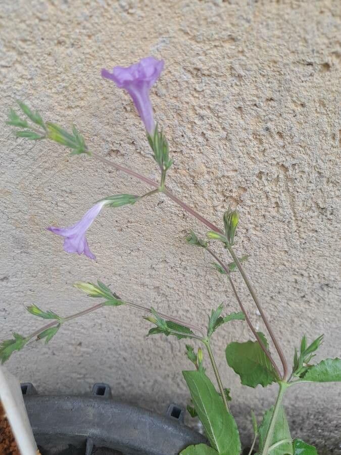 Ruellia nudiflora 9