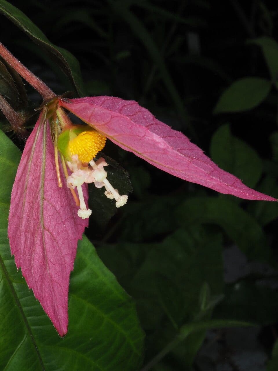 Dalechampia 3