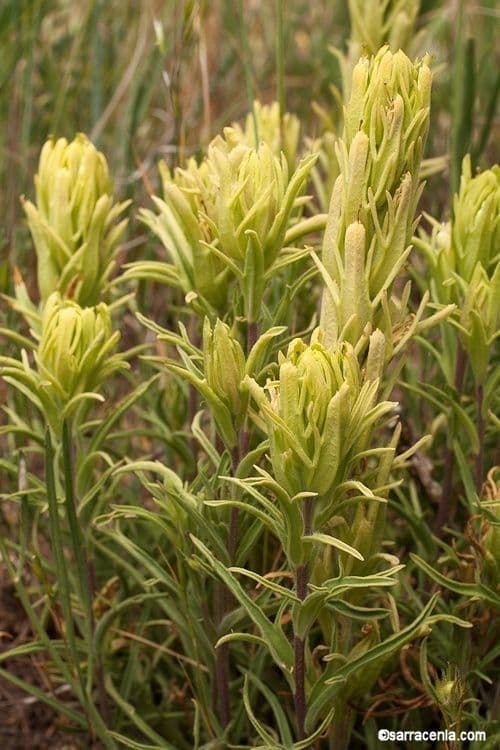 Castilleja cusickii 6