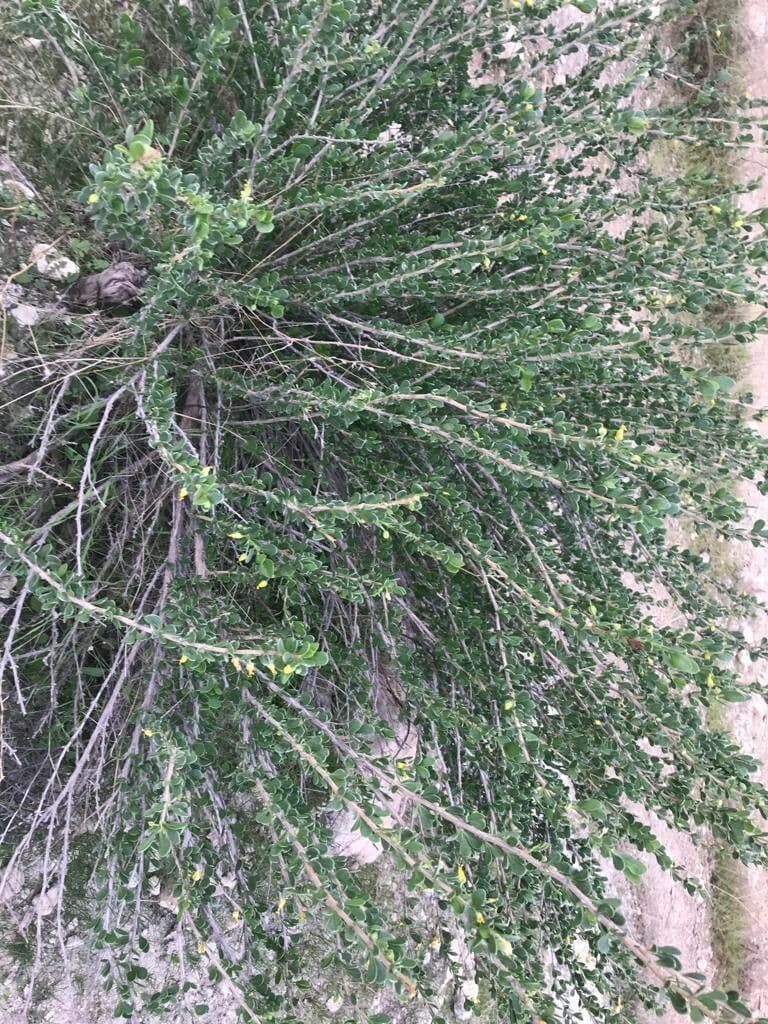 Zygophyllum 7