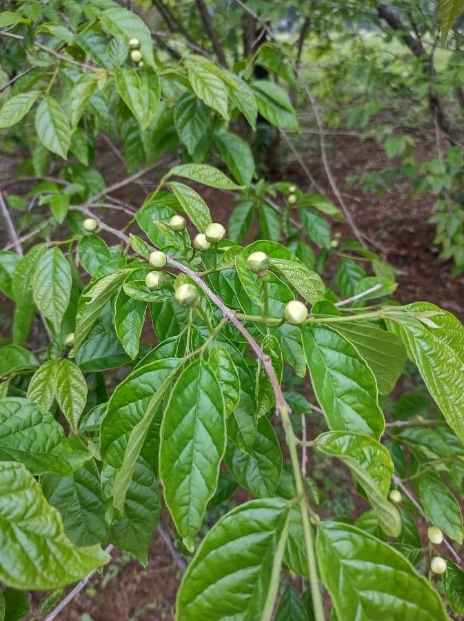 Campomanesia 2