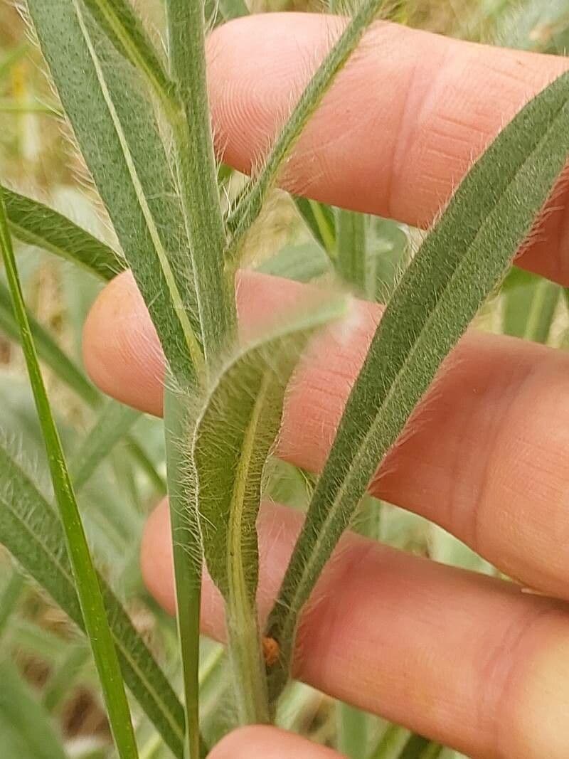 Sparviere echioide 3