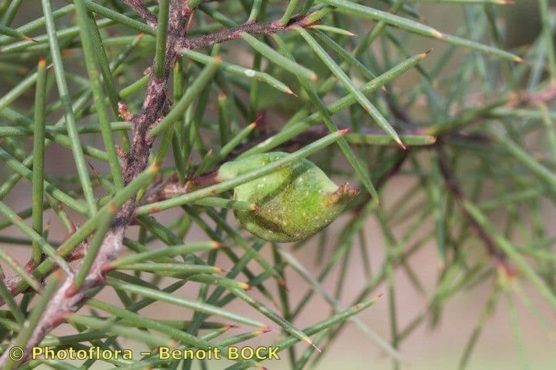 Hakea sericea