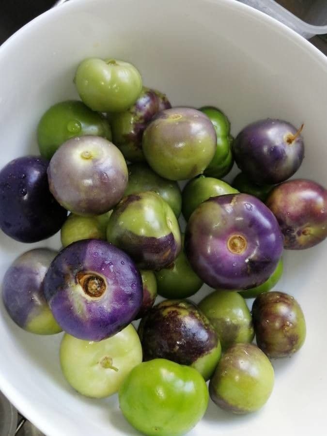 Moruše physalis 5