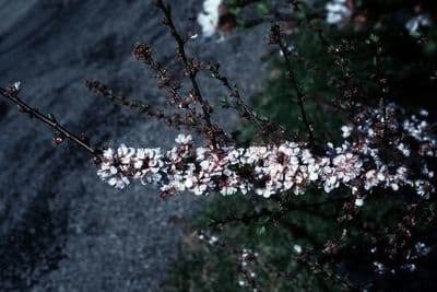 Prunus tomentosa 11