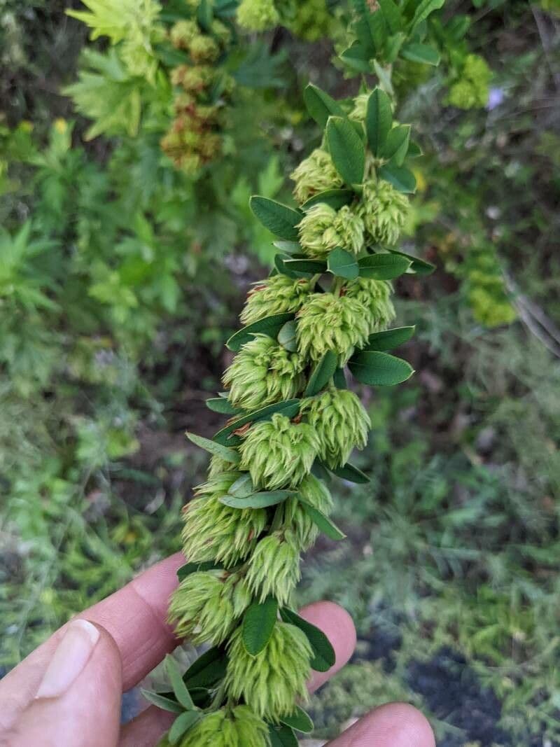 Lespedeza capitata 5