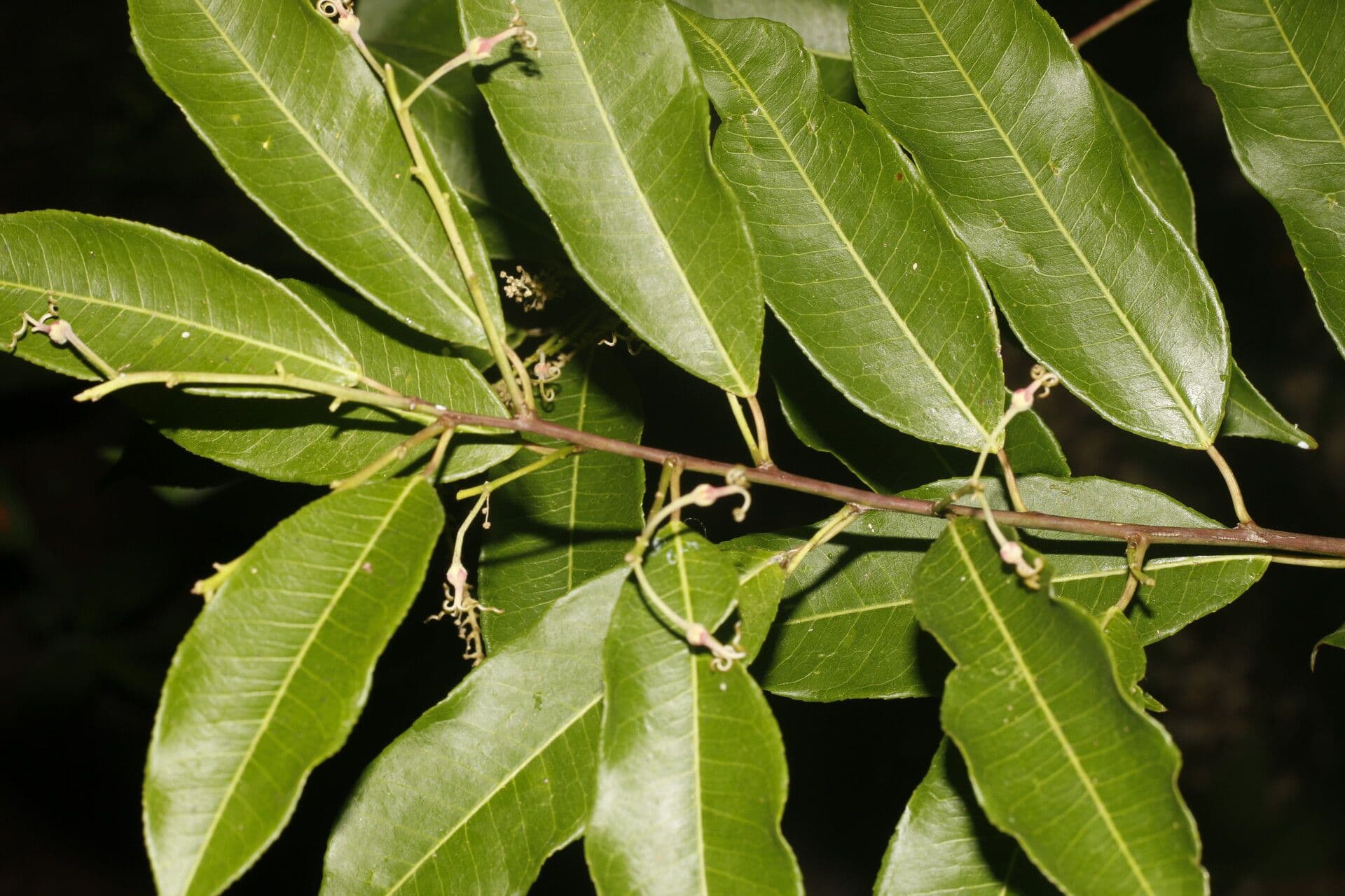 Mabea 8