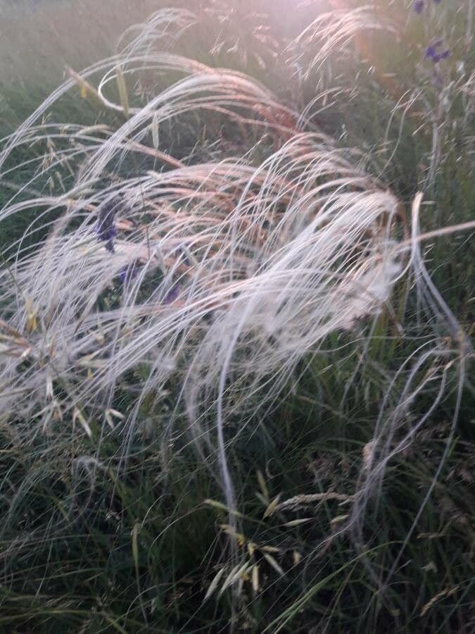 Estipa 18