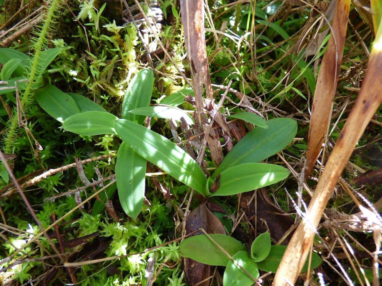 Habenaria