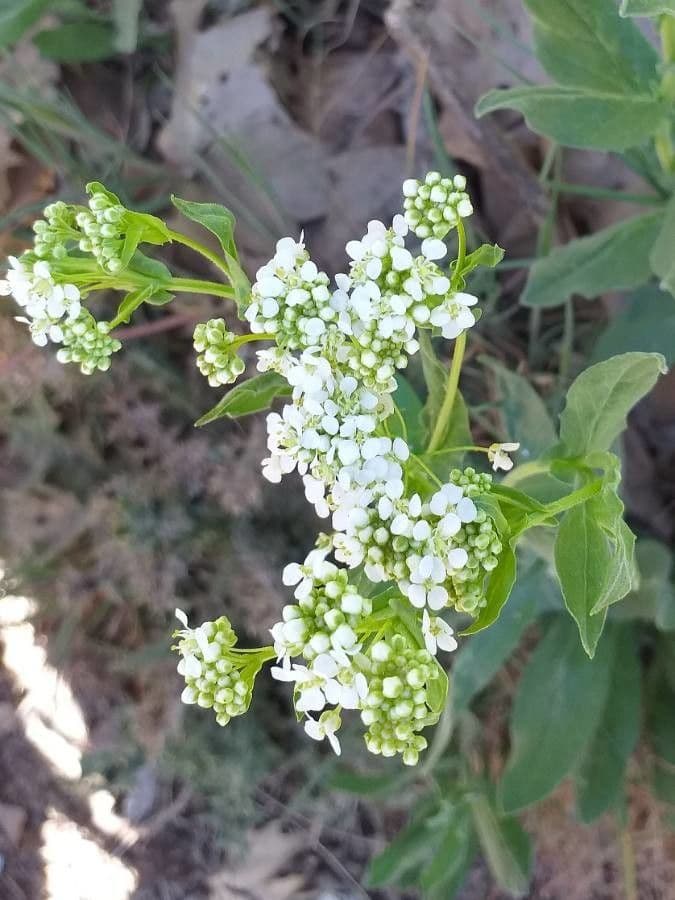 Draba 10