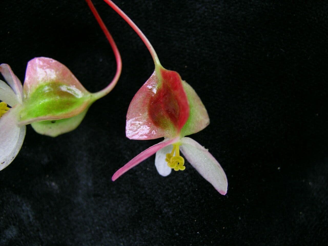 Begonia