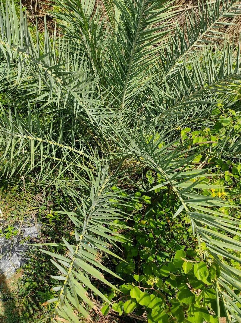 Palma da datteri selvatica 8