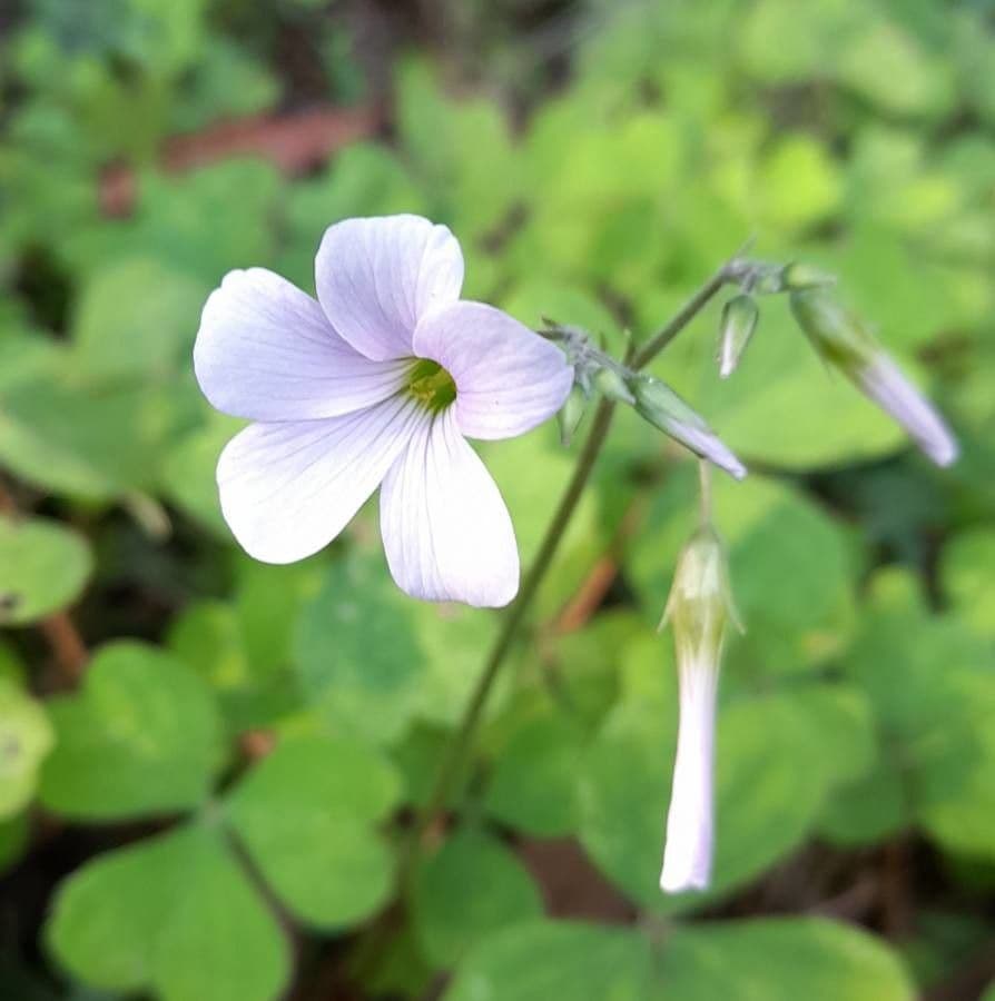 Acetosa