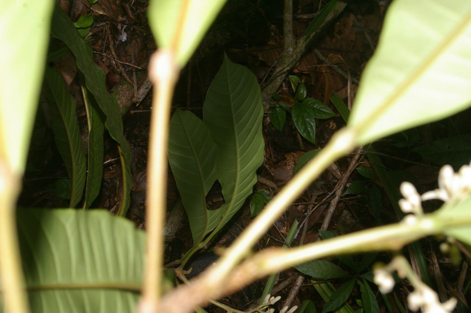 Conchocarpus 5