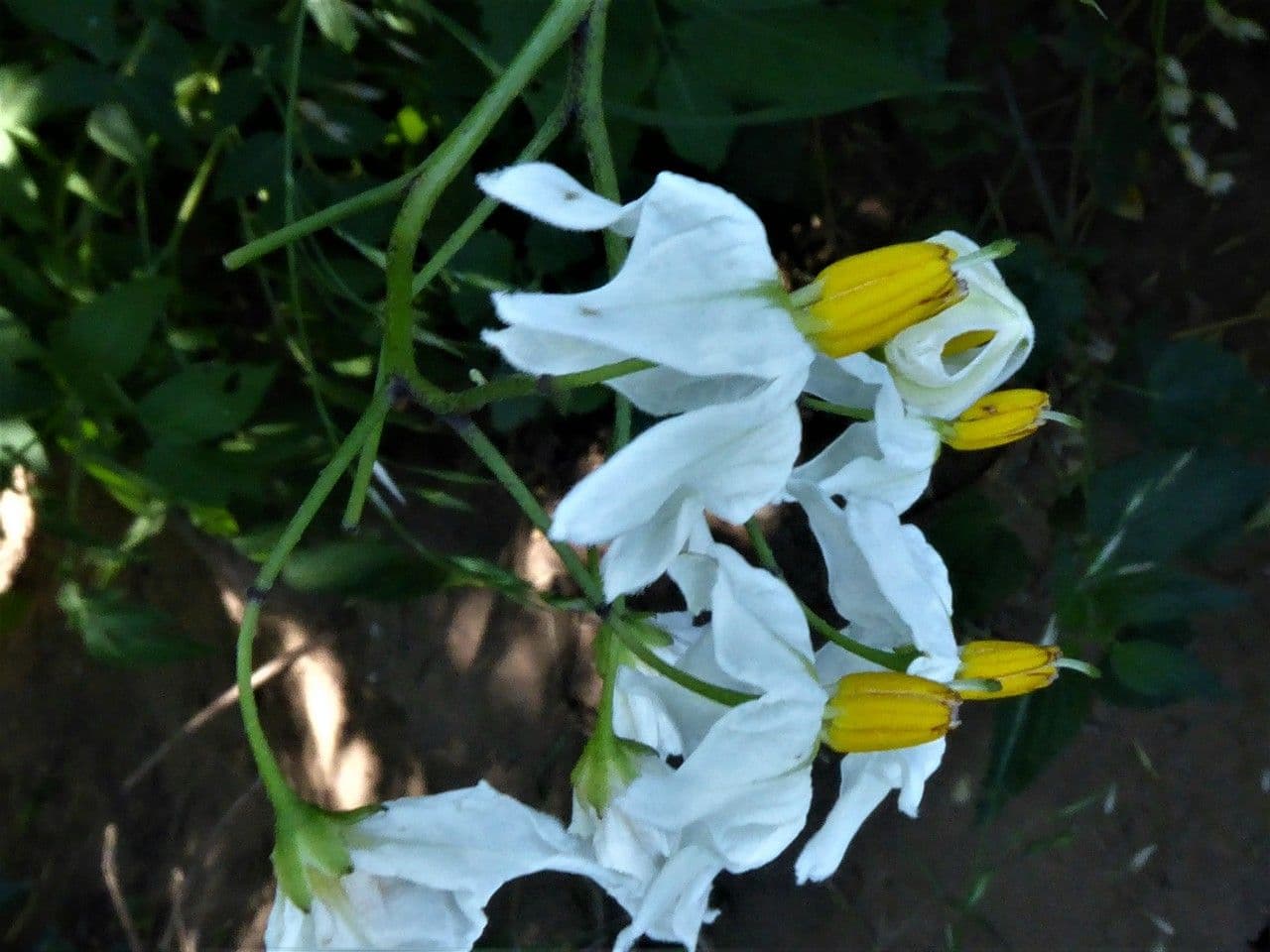 Solano del Chaco 2