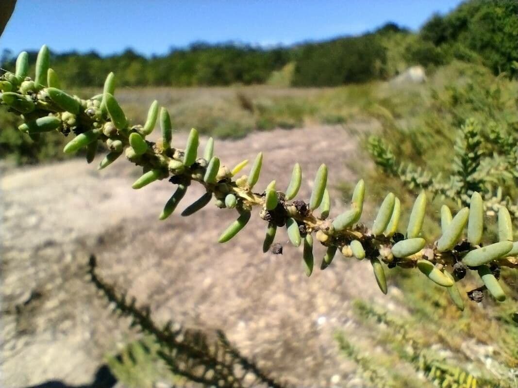 Echte Suaeda 5