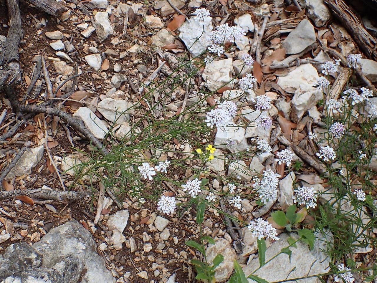 Iberis pinnata 12