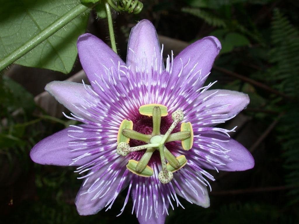 Passiflora 9