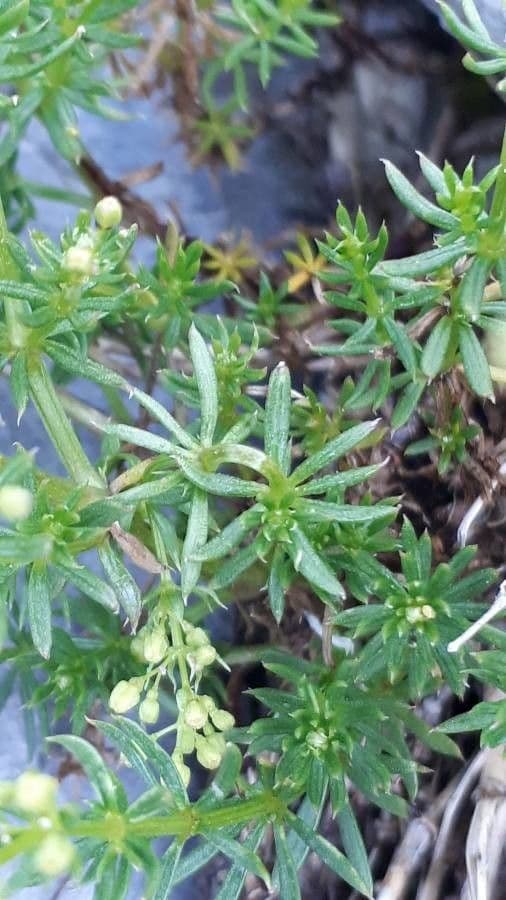 Galanium 2