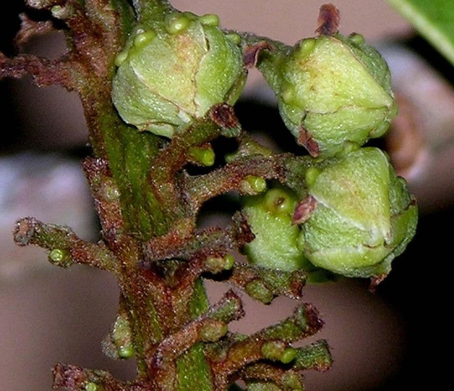 Spachea