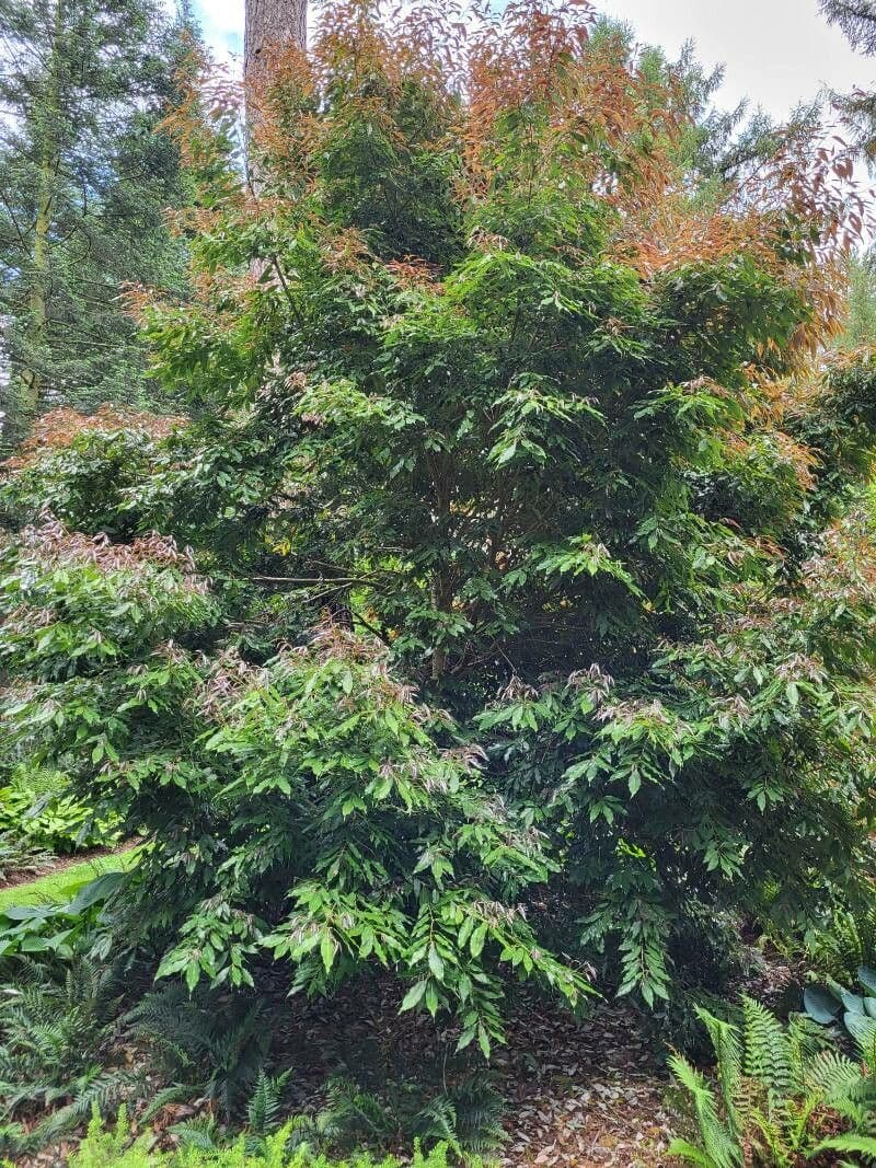 Quercia