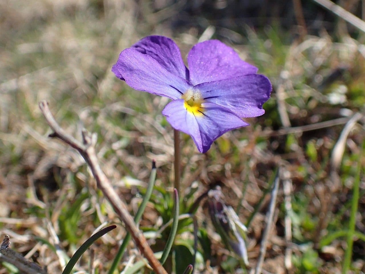 Viola con sperone 6