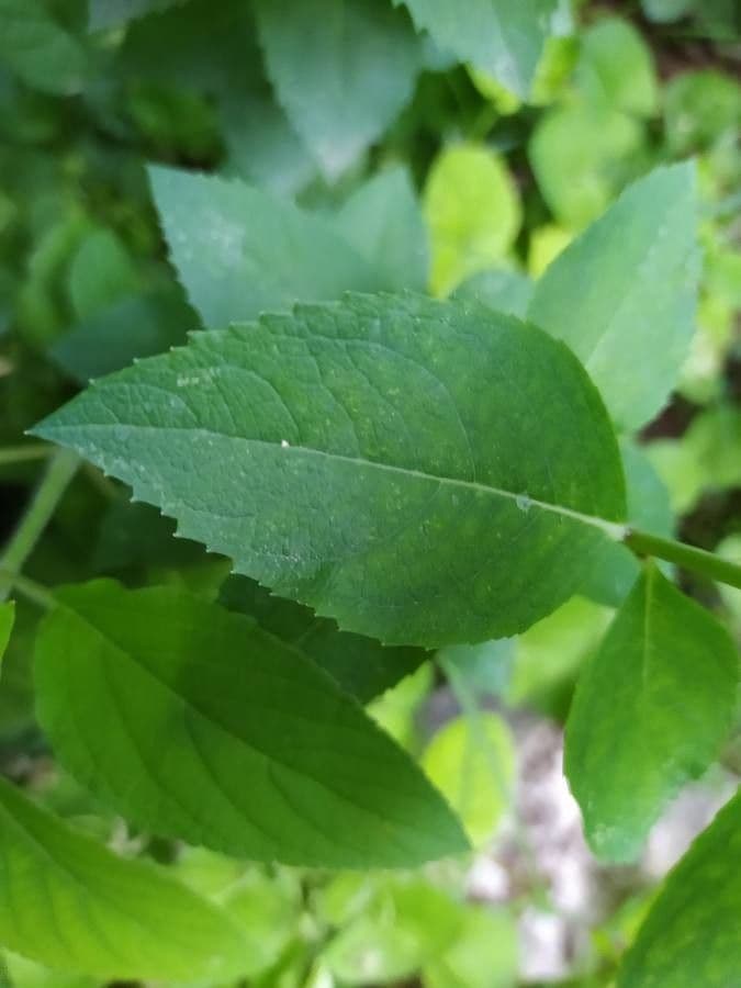 Platycodon à grandes fleurs 17