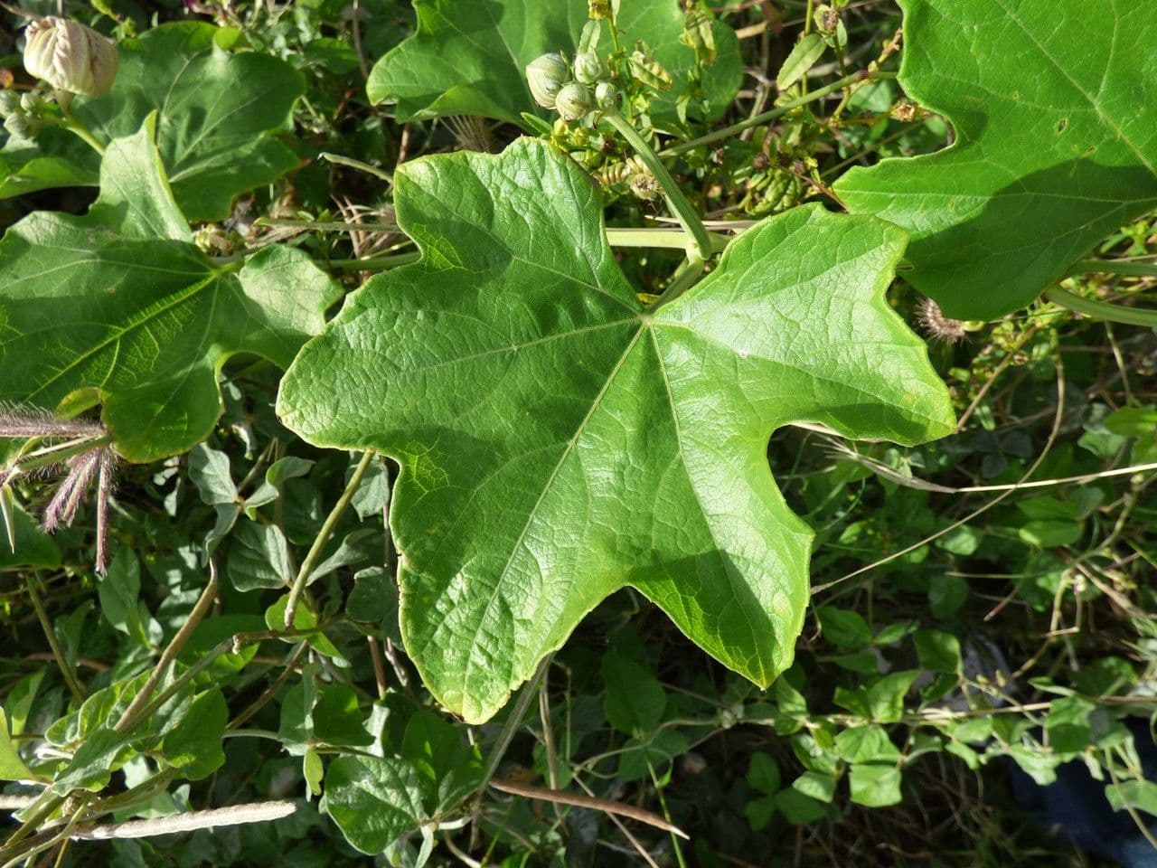 Zucca selvatica 13
