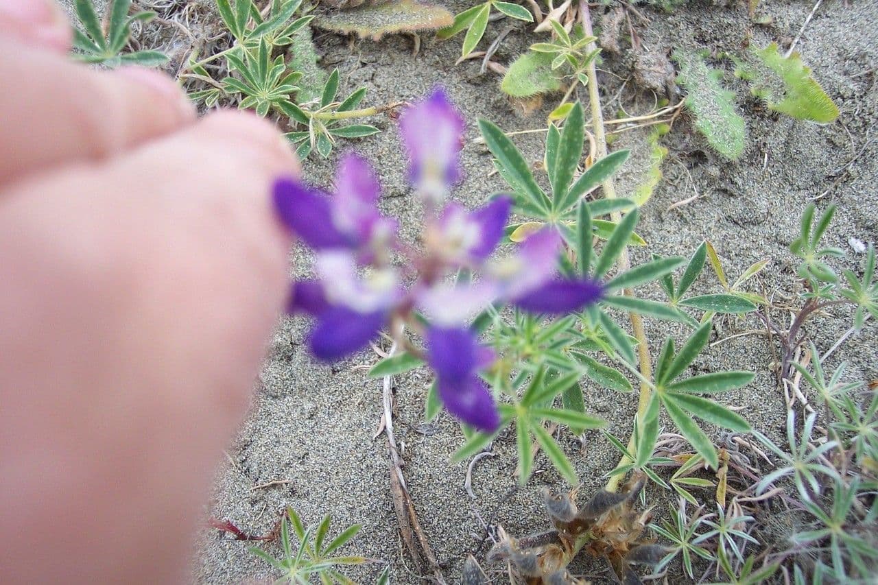 Strand-Lupine 2