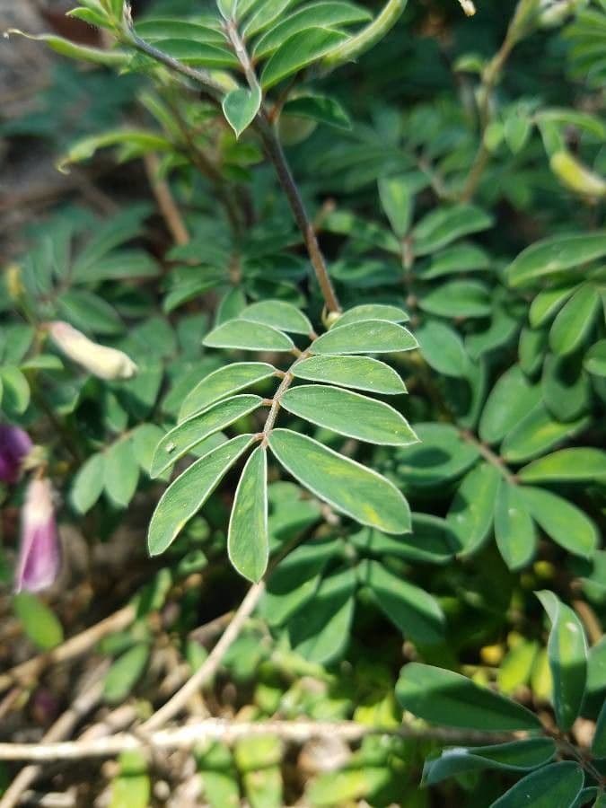 Tephrosie cendrée 13