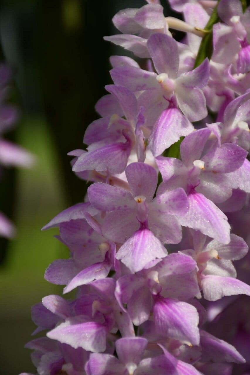 Aerides