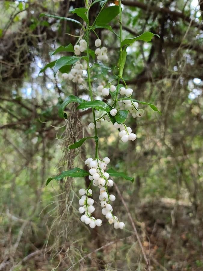 Chiococca alba 5