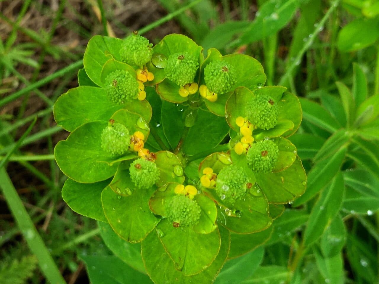 Irisches Wolfsmilch 23