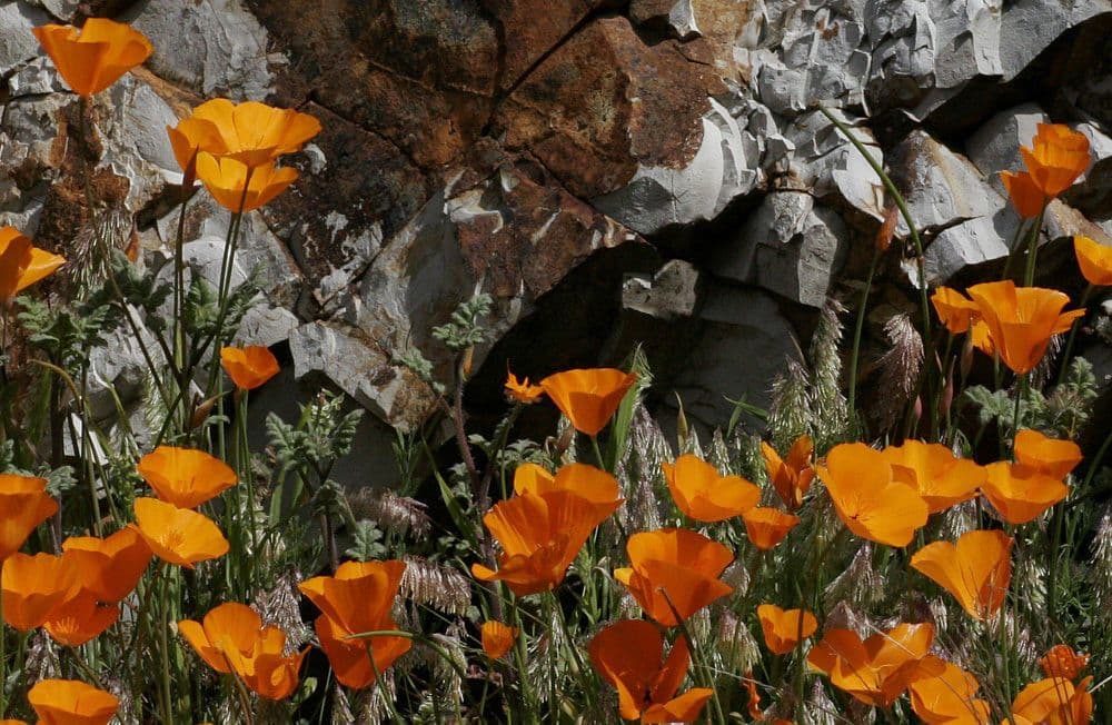 Esparsette-Mohn 15