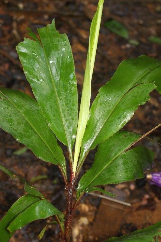 Renealmia de Guyane