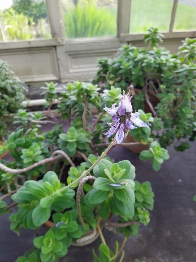 Plectranthus ornato