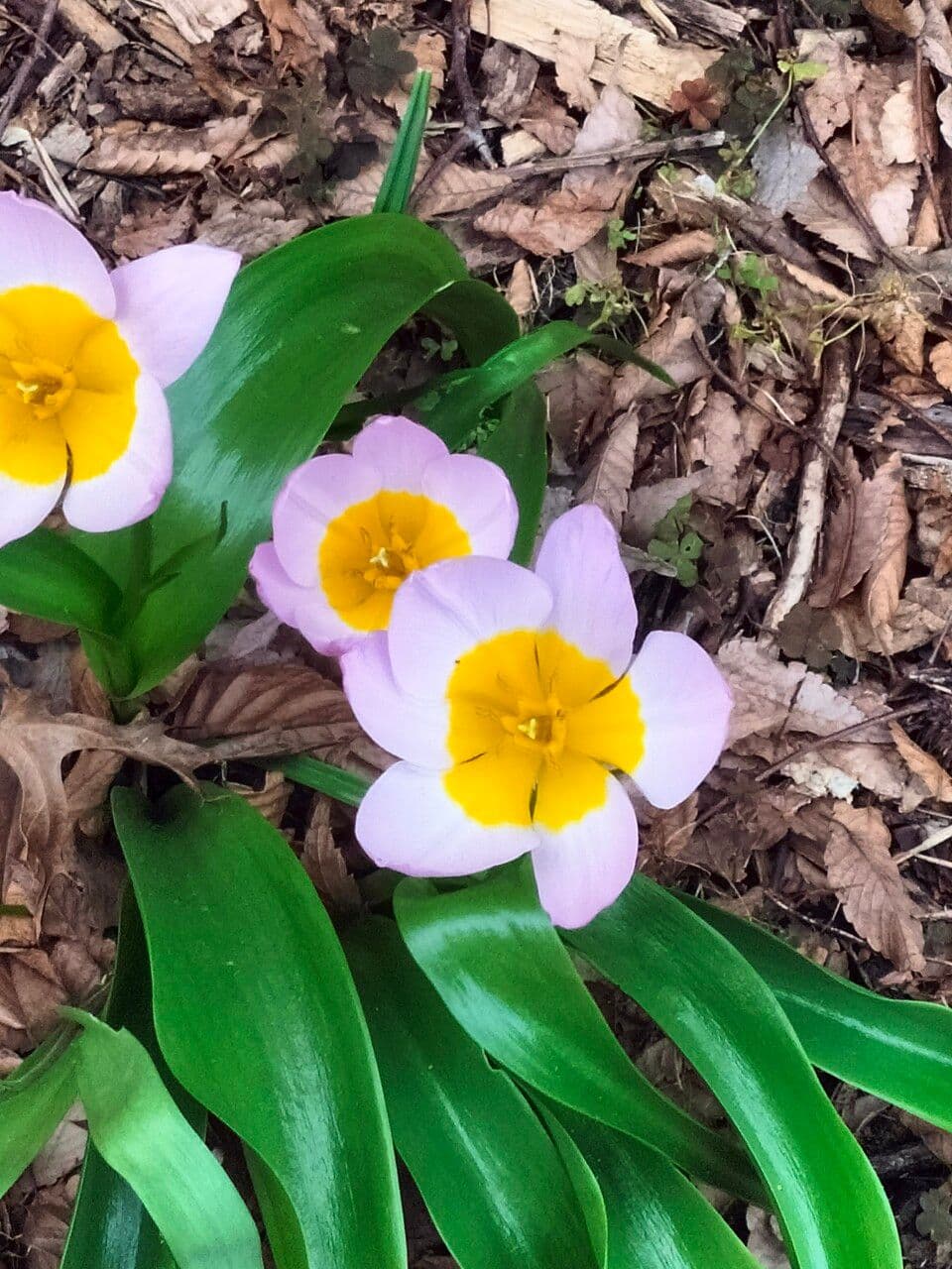 Tulipano 5