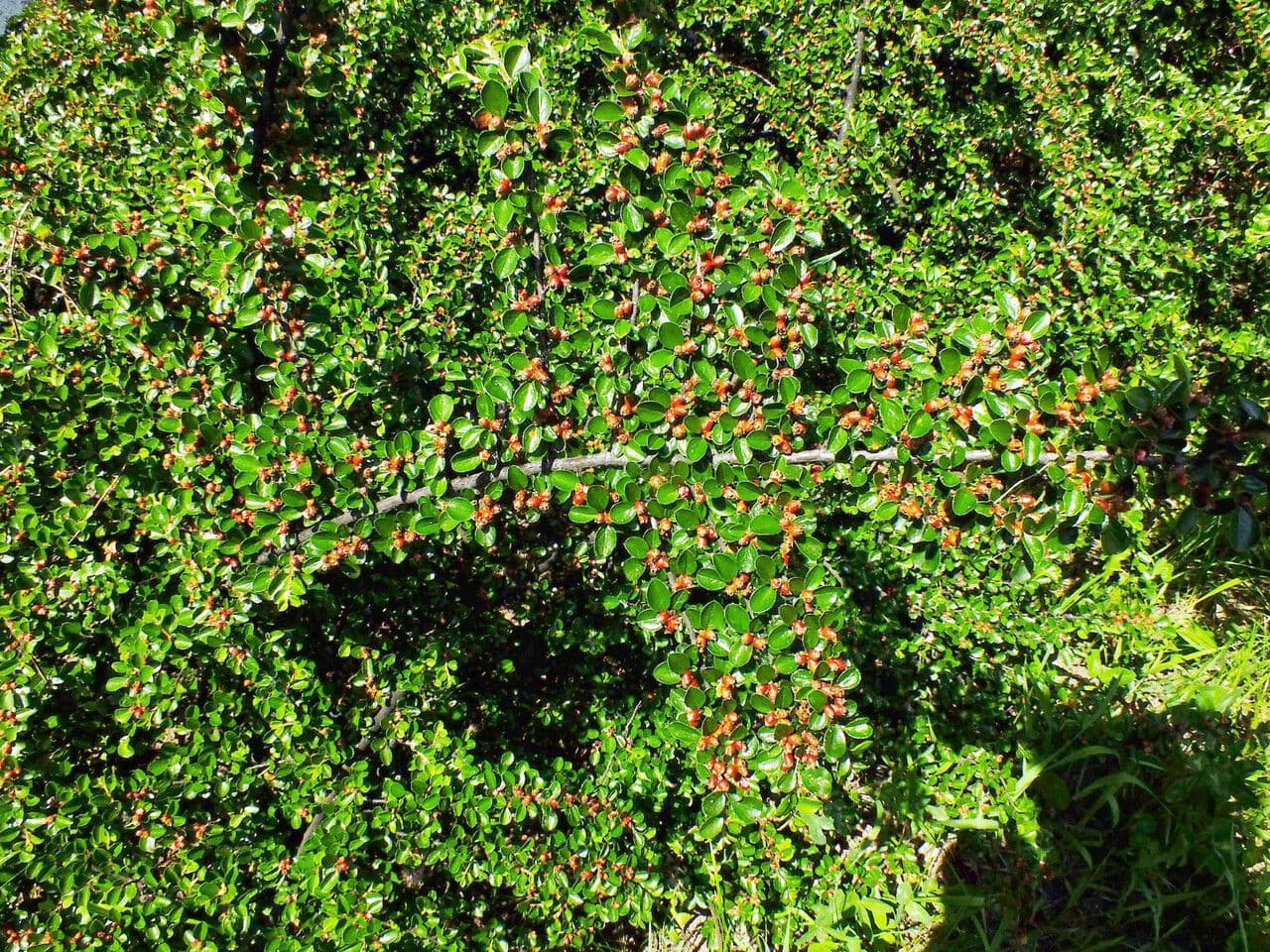 Cotoneaster 6