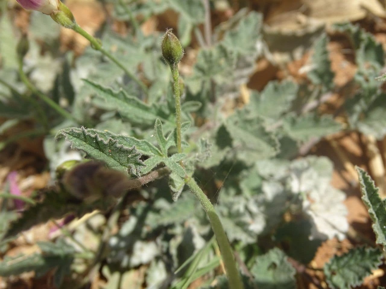 Vilucchio turco 20