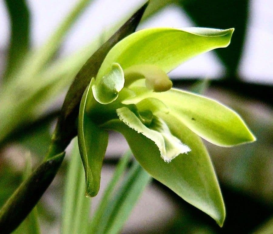 Dendrobium 6