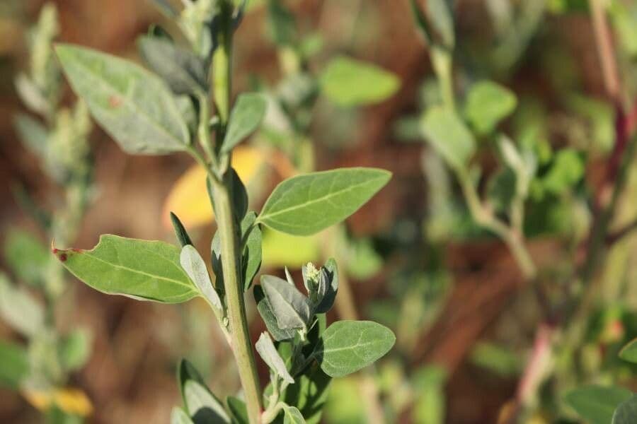 Chenopodium berlandieri 14