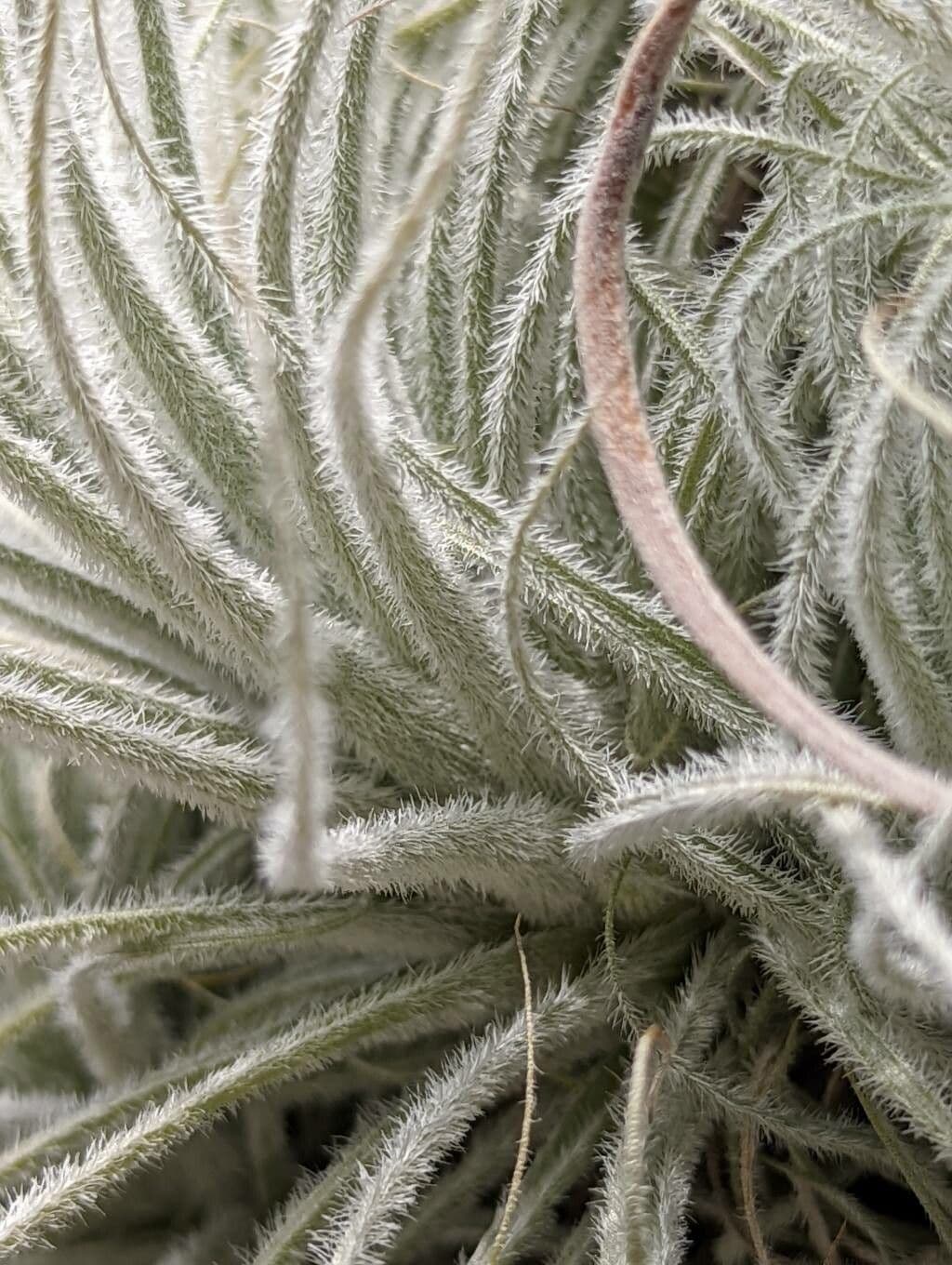 Tillandsia 7